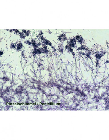 BRESSER Prepared Slides 50 pcs. Box