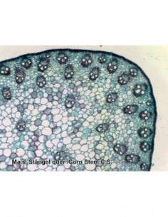 BRESSER Prepared Slides 100...